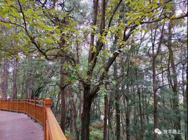 廖廓冊植物志:櫟樹