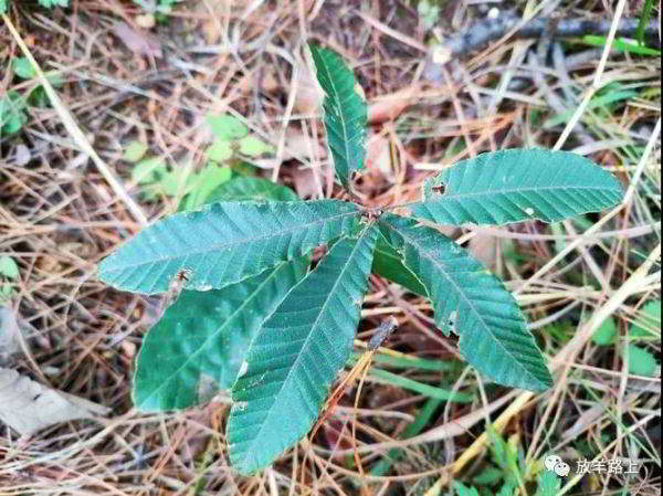 廖廓冊(cè)植物志:櫟樹(shù)