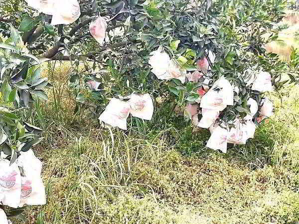四川仁壽柑橘皇后:丑桔